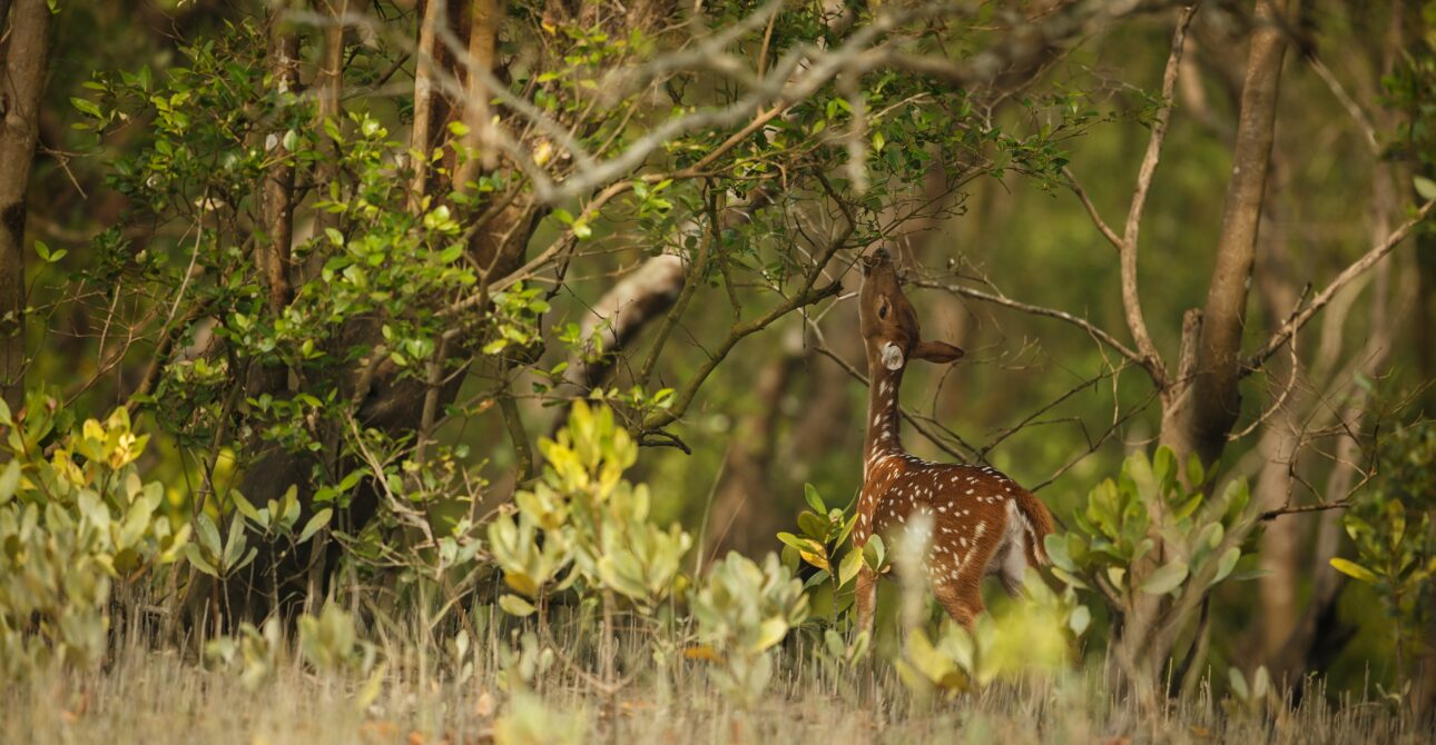 Discover Sundarban: The World heritage site.