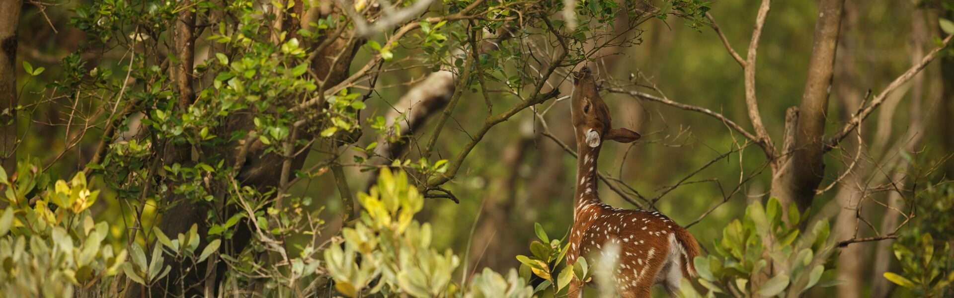 sundarban