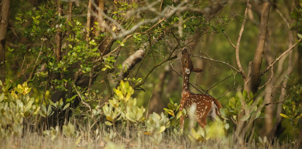 sundarban